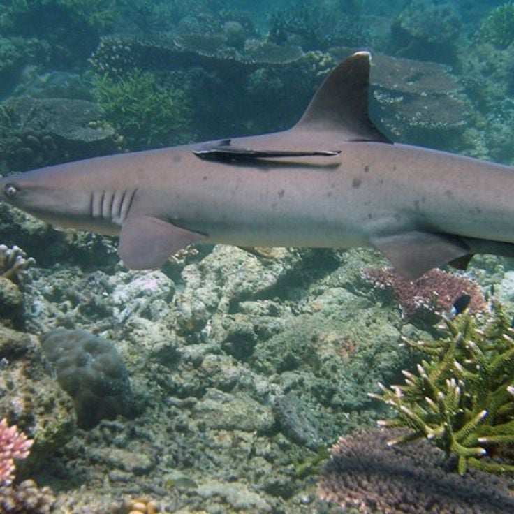 Tubbataha-Riffe Naturpark