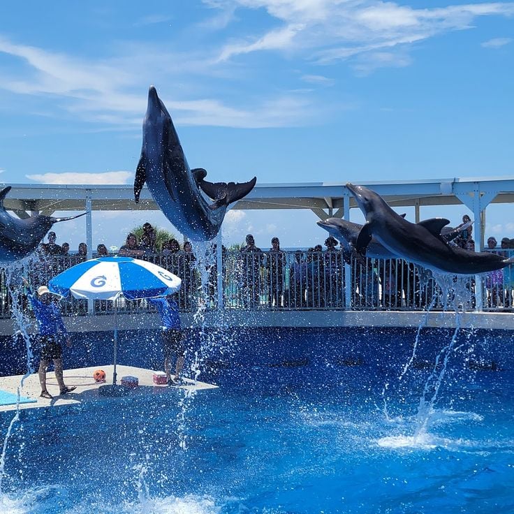 Gulfarium Marine Adventure Park