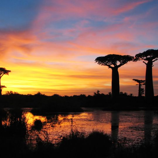 Parco nazionale di Kirindy Mitea