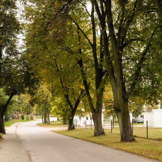 Aleja lipowo-jesionowa przy głównej drodze wiejskiej