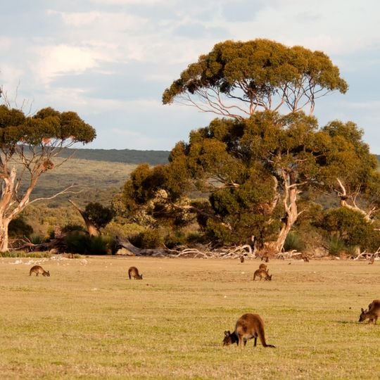 Ilha Kangaroo