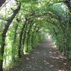 Tree tunnel of Haut-Maret