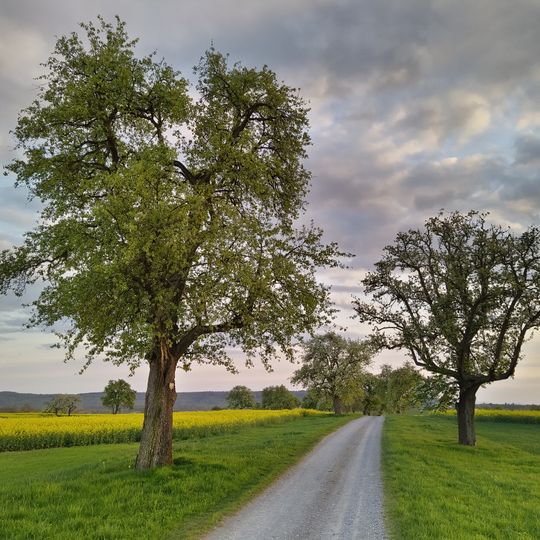 Alte Obstbäume am Gartacher Weg