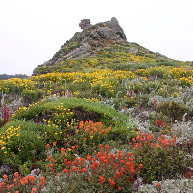 Point Lobos statlige naturreservat