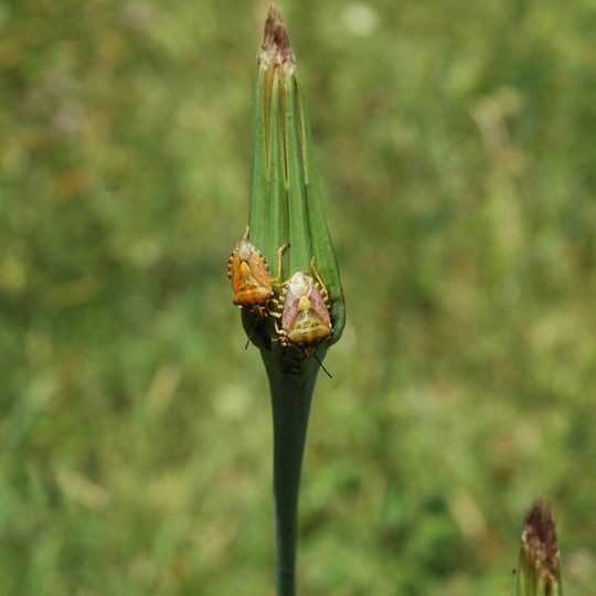 Riserva naturale Rocconi
