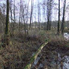 Feuchtwiesen Röhrmann