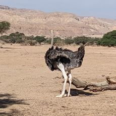 Hai-bar Yotvata museum