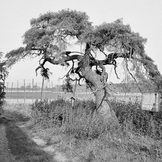 Libotenická borovice