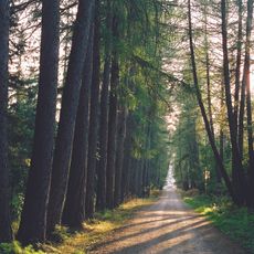 Двурядовая пихтовая аллея (аллея одинокого монаха) (Сортавальское г.п.)