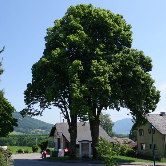 Zwei Kapellenlinden von Abtsdorf