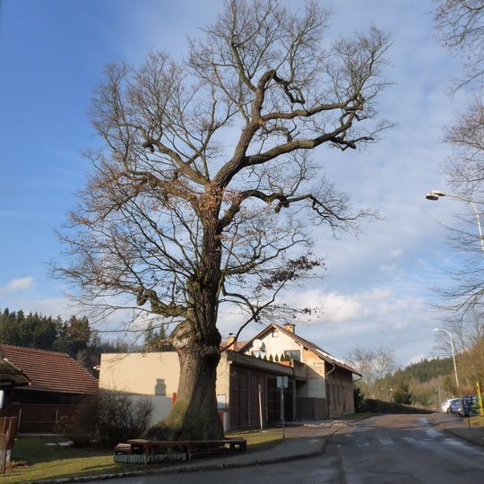 Dub letní v Jablonném nad Orlicí