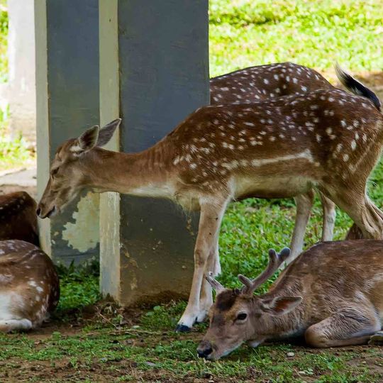 Taman Kancil dan Rusa