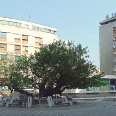 Karađorđe's Mulberry