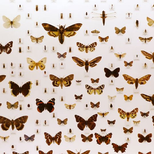 Musée d'histoire naturelle de Thurgovie