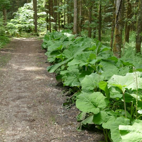 LSG Südliches Gleißental im Gebiet der Gemeinden Dingharting und Oberbiberg