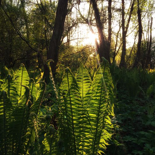 Riserva regionale Bosco dei Bordighi