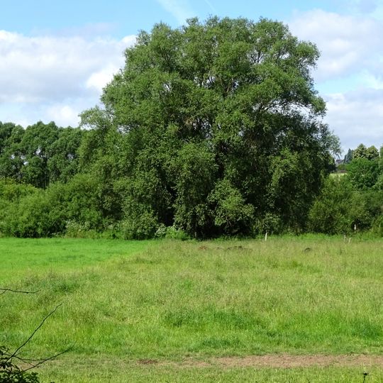Leineaue zwischen Gronau und Burgstemmen