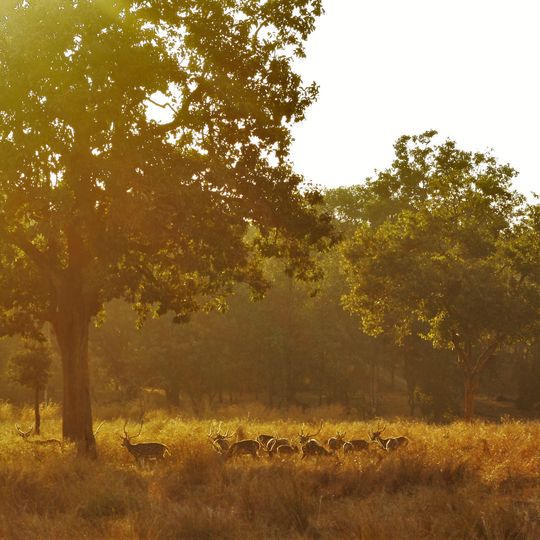 Pench Tiger Reserve