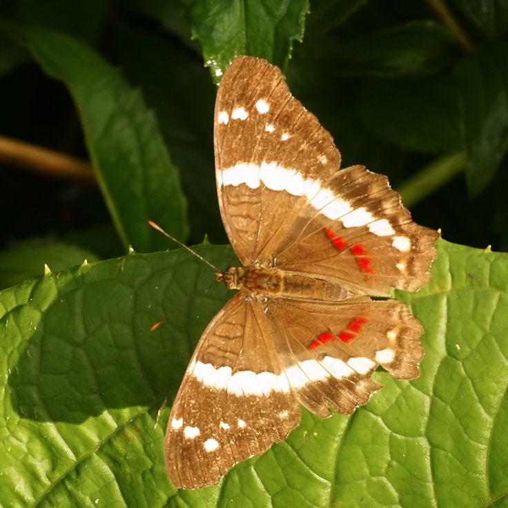 The Butterfly Conservatory