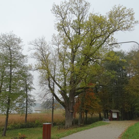 Veisiejų dvaro parko uosis