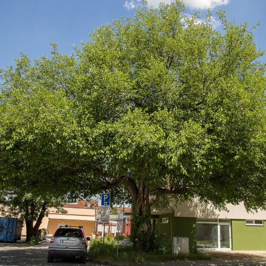 Maulbeerbaum von Senica