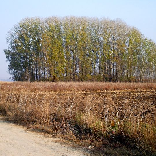 Poplar forest near Dubăsarii Vechi