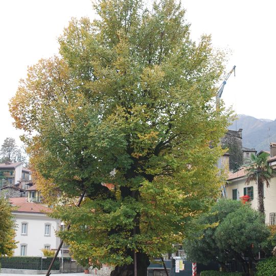 Olmo di Mergozzo