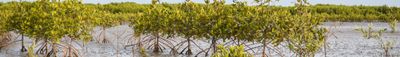 Panoramic View 0