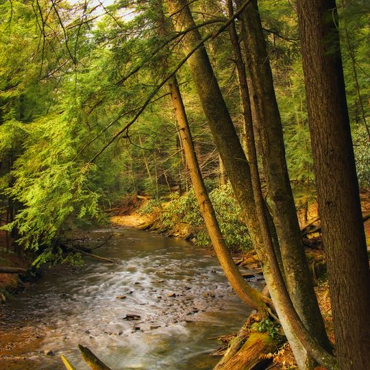 Cook Forest State Park