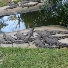 Kalimba Reptile Park