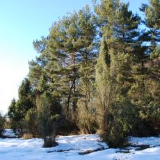 Černýšovické jalovce
