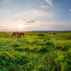 Ukrainian Steppe Nature Reserve