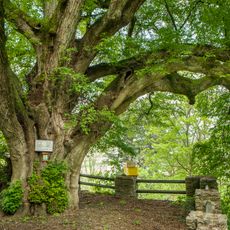 Burg oder Schlosslinde in Schaunberg