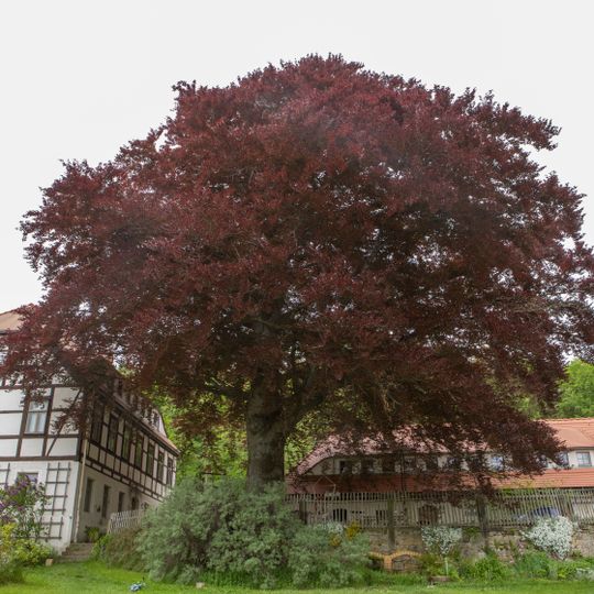 Rotbuche in Niederschöna