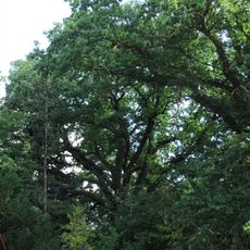 Eiche in Frielendorf