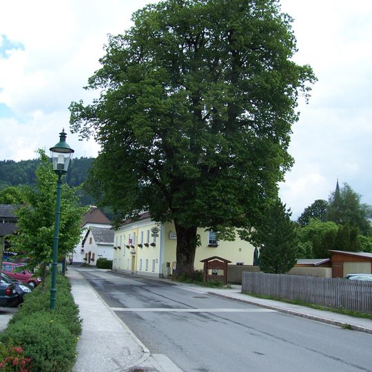 Forsthoflinde bei der Forstverwaltung Rosenau