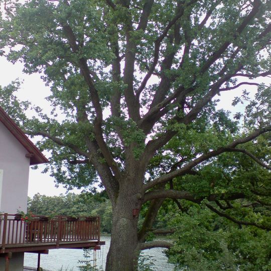 Dub u Zámeckého rybníku v Popelíně