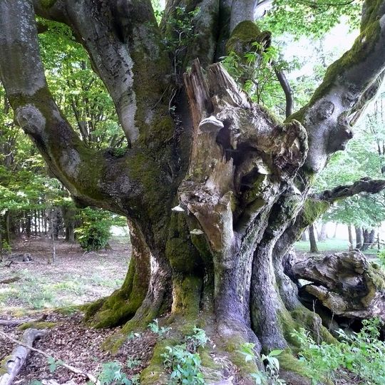 Riesenbuche bei Oberbach