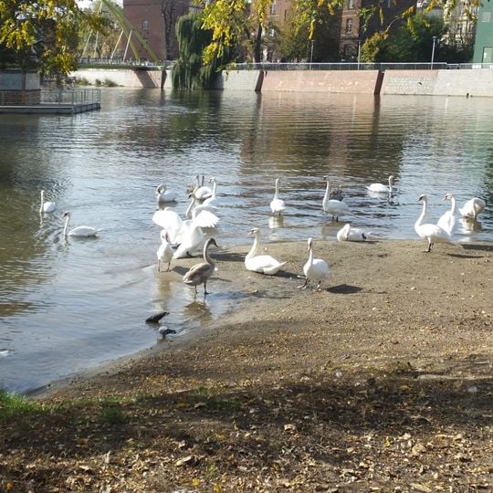 Bielarska Island, Wrocław