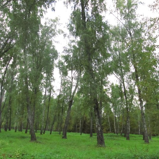 Берёзовая Карамзинская роща
