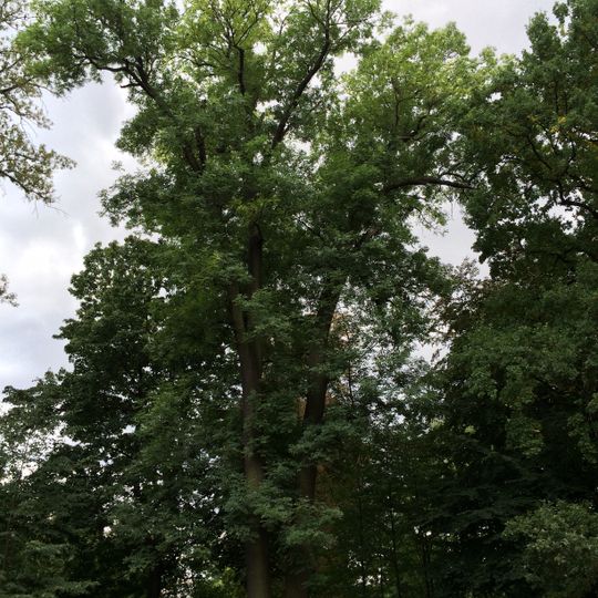 Jasan ztepilý v zámeckém parku v Čakovicích