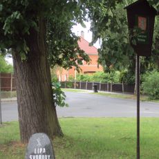 Lípa svobody v České Lípě