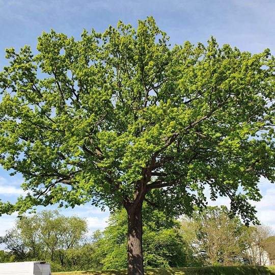 Eiche am Feuerwehrhaus Gruna