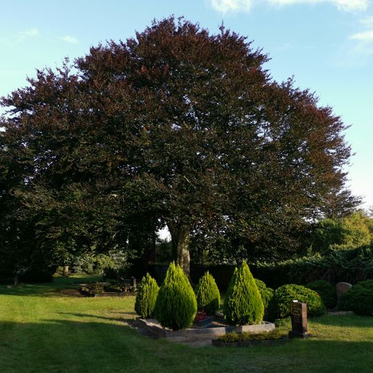 Naturdenkmal Blut-Buche