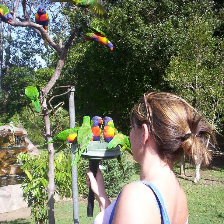 Lone Pine Koala Sanctuary