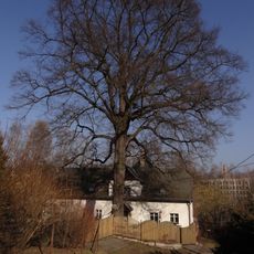Liberec - lípa Na Mlýnku