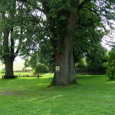 Lípa u polesí u Mizerů