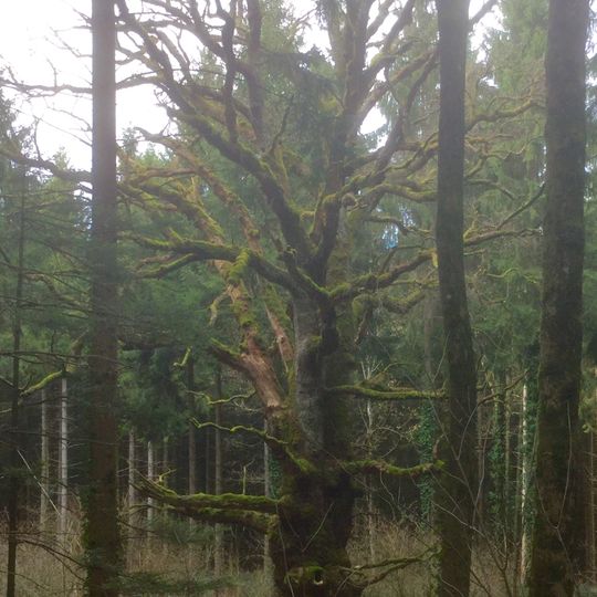 Vieux chêne d'Oberlarg