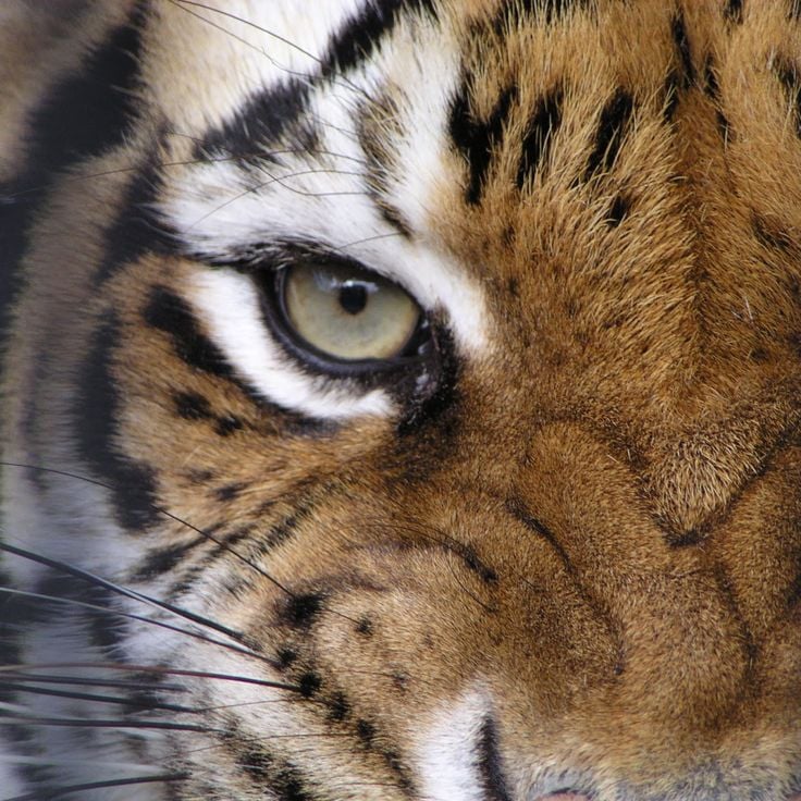 Baton Rouge Zoo
