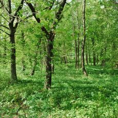 Park in Przeździedza